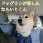 ドッグラン楽しみました_20240107 #柴犬 #犬 #dog #shibainu #犬のいる暮らし #癒し