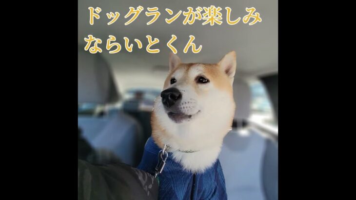 ドッグラン楽しみました_20240107 #柴犬 #犬 #dog #shibainu #犬のいる暮らし #癒し