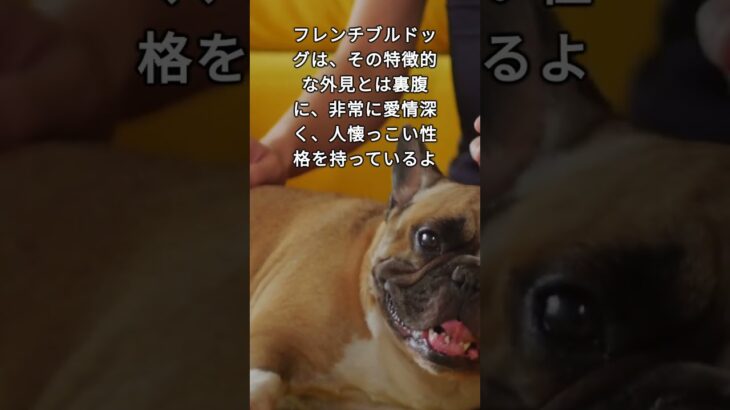 フレンチ・ブルドッグの豆知識と癒し犬　French Bulldog Trivia and Healing Dogs