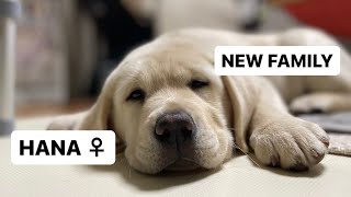 ラブラドール レトリバーのHANAちゃん Labrador Retriever “HANA” 癒し犬 ♀ DOG LOVE vol.1