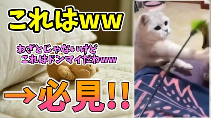 【動物おもしろ】猫・犬・動物の爆笑アフレコ！ハプニングだらけの犬、猫がおもしろすぎた集 Vol.９２