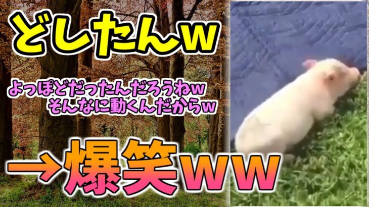 【動物おもしろ】猫・犬・動物の爆笑アフレコ！ハプニングだらけの犬、猫がおもしろすぎた集 Vol.９３