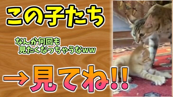 【動物おもしろ】猫・犬・動物の爆笑アフレコ！ハプニングだらけの犬、猫がおもしろすぎた集 Vol.９６