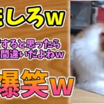 【動物おもしろ】猫・犬・動物の爆笑アフレコ！ハプニングだらけの犬、猫がおもしろすぎた集 Vol.７９