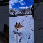 積雪散歩♪#犬 #dog #子犬 #シェルティ #シェットランドシープドッグ #かわいい