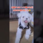 【可愛い犬動画】個性的な動きをするラテ😂　#ミックス犬#マルポメ#マルポメのラテ#dog #cute #귀여운 #個性的#マイペース#面白い犬#フラフラ#日常