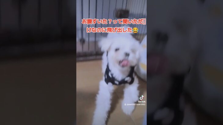 【可愛い犬動画】個性的な動きをするラテ😂　#ミックス犬#マルポメ#マルポメのラテ#dog #cute #귀여운 #個性的#マイペース#面白い犬#フラフラ#日常