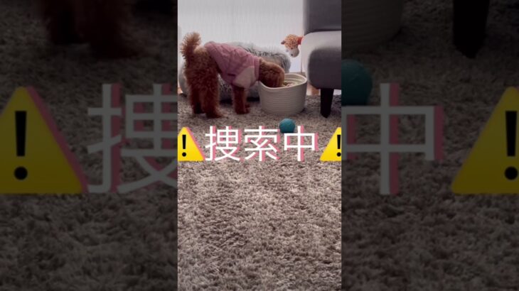 おもちゃの名前わかるんです🫣 #トイプードル #dog #子犬 #犬のいる暮らし #poodle #puppy #かわいい #ペット #可愛い