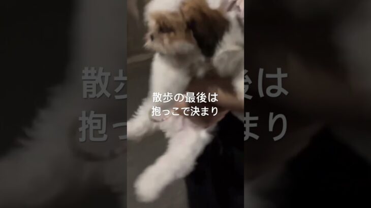 子犬の散歩は散歩じゃない、飼い主の筋トレ🐶 #dog #shihtzu #子犬 #puppy #犬のいる暮らし #ペット #かわいい #癒し