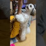 必死になって取り返そうとするわんこ❣️🐶#shorts #シーズー #dog #癒し #かわいい #犬