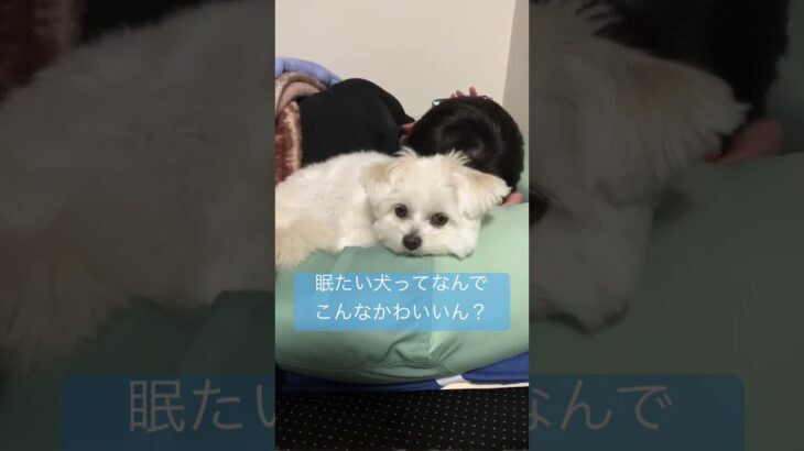 眠たい犬　sleepy dog #小型犬 #かわいい #天使　#マルポメ