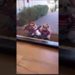 かわいいと怖いを一度に体験できる動画 #twitter #かわいい #おもしろ #tiktok #動物 #いぬ #犬