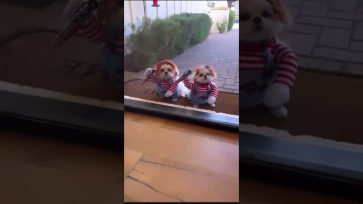 かわいいと怖いを一度に体験できる動画 #twitter #かわいい #おもしろ #tiktok #動物 #いぬ #犬