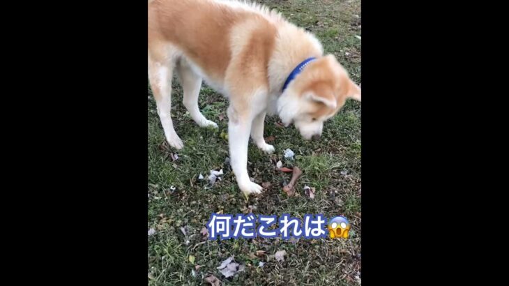 大好き💕なほねっこ玩具見〜つけた😍　＃癒し　＃秋田犬　＃穴掘り