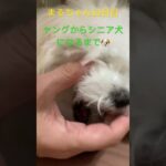 今日のまる#おもしろ動画犬 #ビション フリーゼ#かわいい犬 #こいぬ