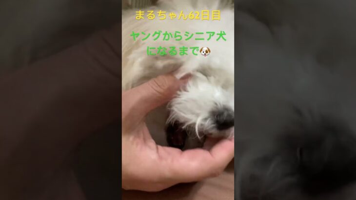 今日のまる#おもしろ動画犬 #ビション フリーゼ#かわいい犬 #こいぬ