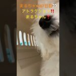 ドアップ!アトラクションまるちゃん❣️#おもしろ動画犬 #ビション #こいぬ #かわいい犬