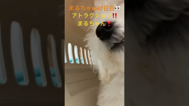 ドアップ!アトラクションまるちゃん❣️#おもしろ動画犬 #ビション #こいぬ #かわいい犬