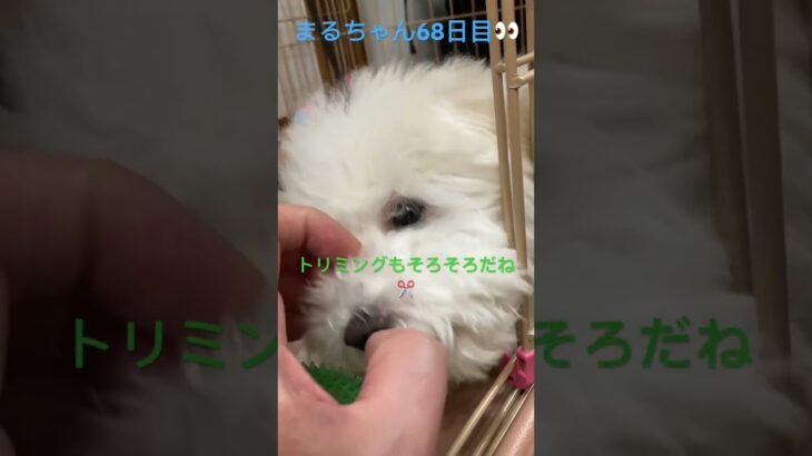 可愛いまるちゃん#おもしろ動画犬 #ビション #こいぬ #かわいい犬