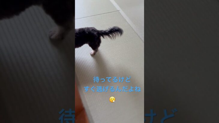 お母さんを待っていたはずが…狙っていた犬😣