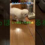 まるちゃん廊下歩き練習#おもしろ動画犬 #ビション #かわいい犬