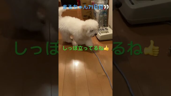 まるちゃん廊下歩き練習#おもしろ動画犬 #ビション #かわいい犬