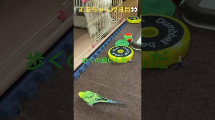 まるちゃんとピーちゃんの微妙な距離感#おもしろ動画犬 #かわいい犬 #インコ #こいぬ