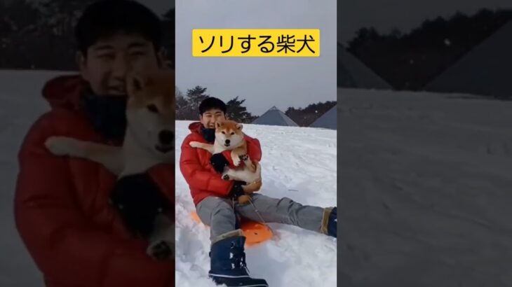 ソリする柴犬　 #柴犬 #おもしろ犬動画 #雪