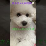 ビションちゃんおすすめだよ#おもしろ動画犬 #ビション #かわいい犬 #こいぬ