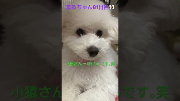 ビションちゃんおすすめだよ#おもしろ動画犬 #ビション #かわいい犬 #こいぬ