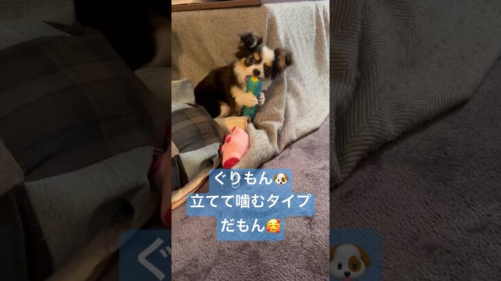 ぐりもん🐶立てて噛むタイプだもん❤️ #かわいすぎる #かわいい犬 #犬