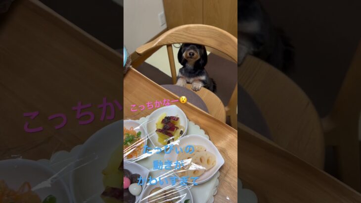 ご馳走を前にした犬の動きが可愛すぎて写真が撮れない😓