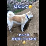 わんこの穴掘り　＃癒し　＃秋田犬　＃穴掘り　#かわいい