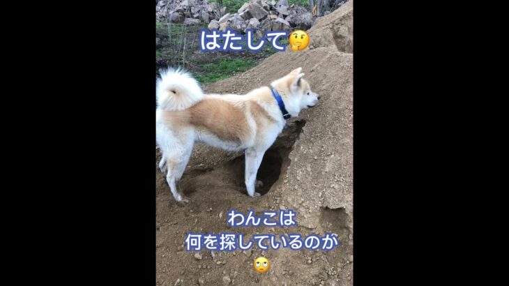 わんこの穴掘り　＃癒し　＃秋田犬　＃穴掘り　#かわいい