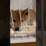 突っ込んでますw #柴犬 #dog #shibainu #子犬 #shiba #かわいい #可愛くてごめん #可愛い #puppy #癒し