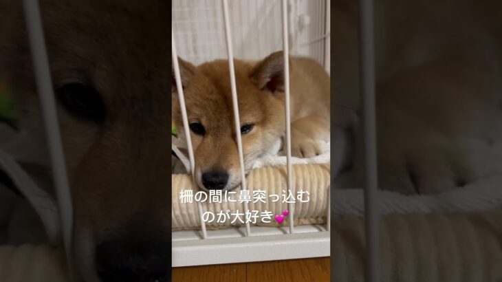 突っ込んでますw #柴犬 #dog #shibainu #子犬 #shiba #かわいい #可愛くてごめん #可愛い #puppy #癒し