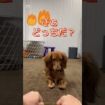 うちの子かわいいんです3　　 #ミニチュアダックスフンド #dog #愛犬  #かわいい #犬 #犬と散歩 #ペット #子犬＃短足部＃duchshund#癒し犬