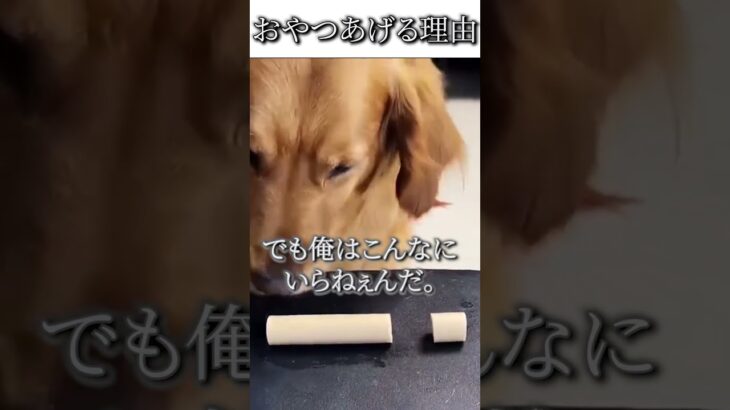 犬のおもしろ動画にツッコミどころ満載なアフレコしてみた＃63【おやつ】【ハプニング映像】#shorts　#アフレコ #面白動画