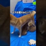 逃げる母犬と追う子犬。ママお腹が空いたワン♪#柴犬  #かわいい　#子犬　#母乳　#癒し　#柴犬の親子　　#推し音楽:BGMer