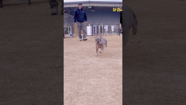 おいでDJ！駆け寄って来るフレブルの子犬がかわいい #shorts #フレンチブルドッグ #ブルーマール #子犬