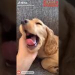 【爆笑】笑ったら負け！TikTokの動物ハプニング大連発犬編その2 #shorts#cute#cat#tiktok#trending#funnyvideo #犬#猫#かわいい#おもしろ#ハプニング