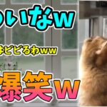 【動物おもしろ】猫・犬・動物の爆笑アフレコ！ハプニングだらけの犬、猫がおもしろすぎた集 Vol.１１３