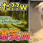 【動物おもしろ】猫・犬・動物の爆笑アフレコ！ハプニングだらけの犬、猫がおもしろすぎた集 Vol.９７