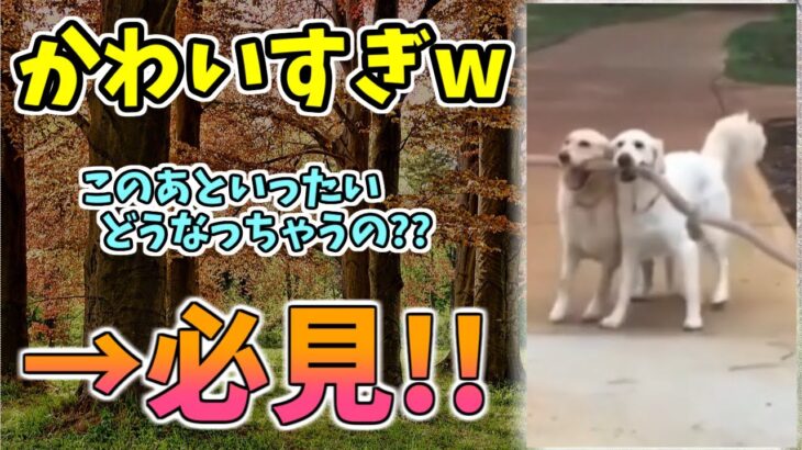 【動物おもしろ】猫・犬・動物の爆笑アフレコ！ハプニングだらけの犬、猫がおもしろすぎた集 Vol.１００