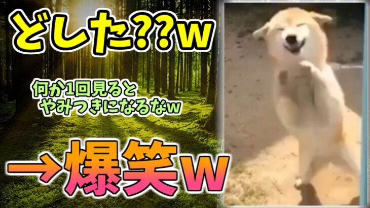 【動物おもしろ】猫・犬・動物の爆笑アフレコ！ハプニングだらけの犬、猫がおもしろすぎた集 Vol.９７