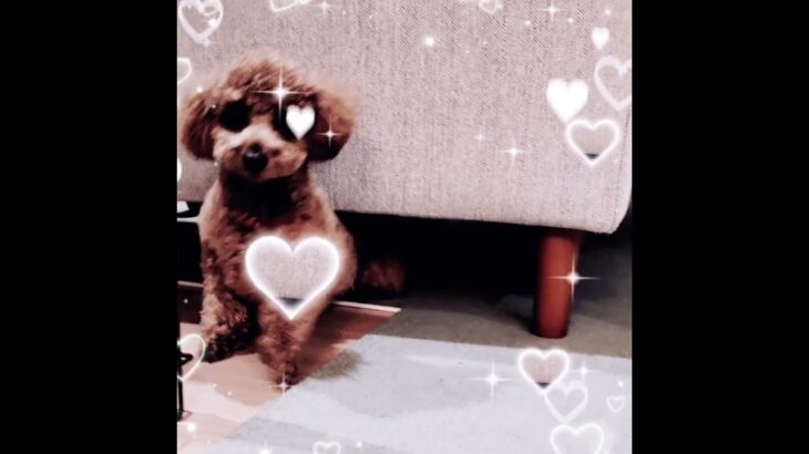 可愛い❤ #capcut #youtube ＃youtuber＃実写＃動画＃編集＃動画編集＃犬＃かわいい＃推し #トイプードル ＃紹介＃推し紹介＃short