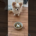 よだれが🤤なぜ踏みとどまったんだ？！？笑😆#愛犬 #ごはん大好き#よだれ #かわいい犬 #dog