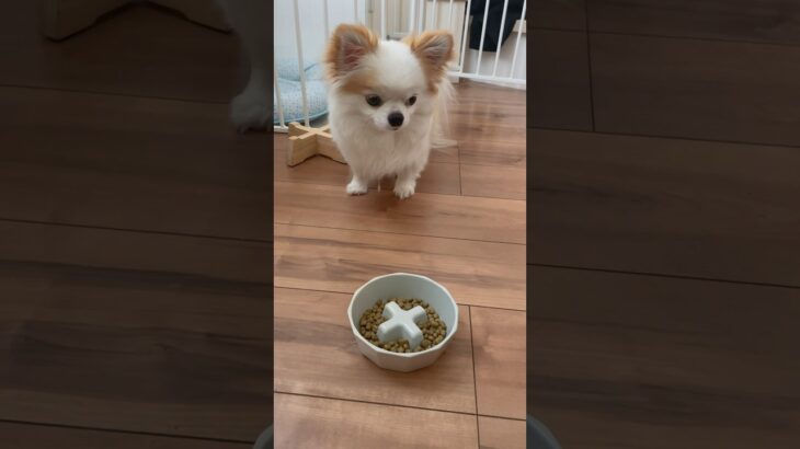 よだれが🤤なぜ踏みとどまったんだ？！？笑😆#愛犬 #ごはん大好き#よだれ #かわいい犬 #dog