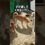 柴犬の子犬が大ピンチ。無事にお外に出れるのか！#柴犬  #子犬  #危険　#お外　#かわいい #癒し   #遊びたい  #楽しい  #dog  #大ピンチ　　　　音楽:BGMer