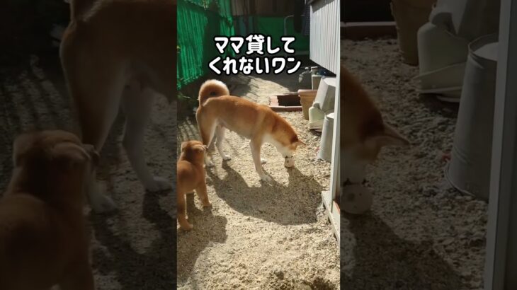 柴犬の子犬が大ピンチ。無事にお外に出れるのか！#柴犬  #子犬  #危険　#お外　#かわいい #癒し   #遊びたい  #楽しい  #dog  #大ピンチ　　　　音楽:BGMer